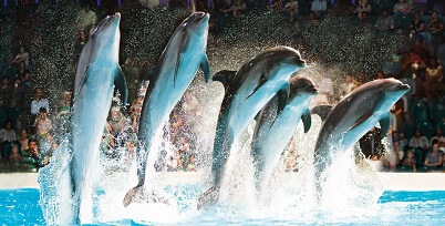 Dubai Dolphinarium