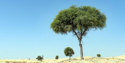 Ghaf Tree UAE